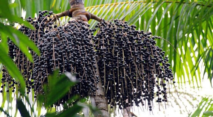 Benefícios do Açaí