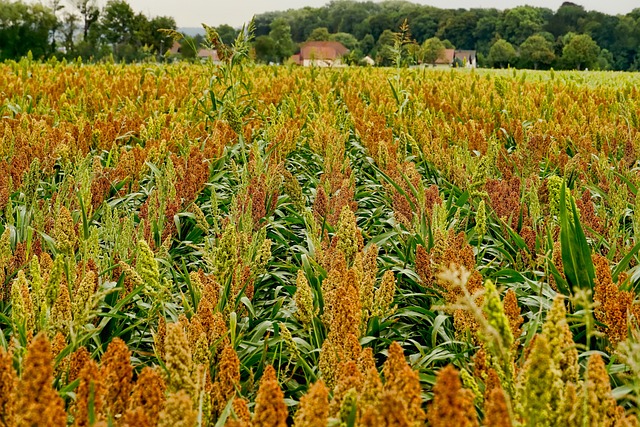 Benefícios do Sorgo